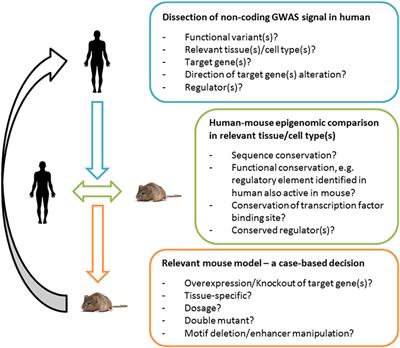 Mouse Models of Human GWAS Hits for Obesity and Diabetes in the Post Genomic Era: Time for Reevaluation